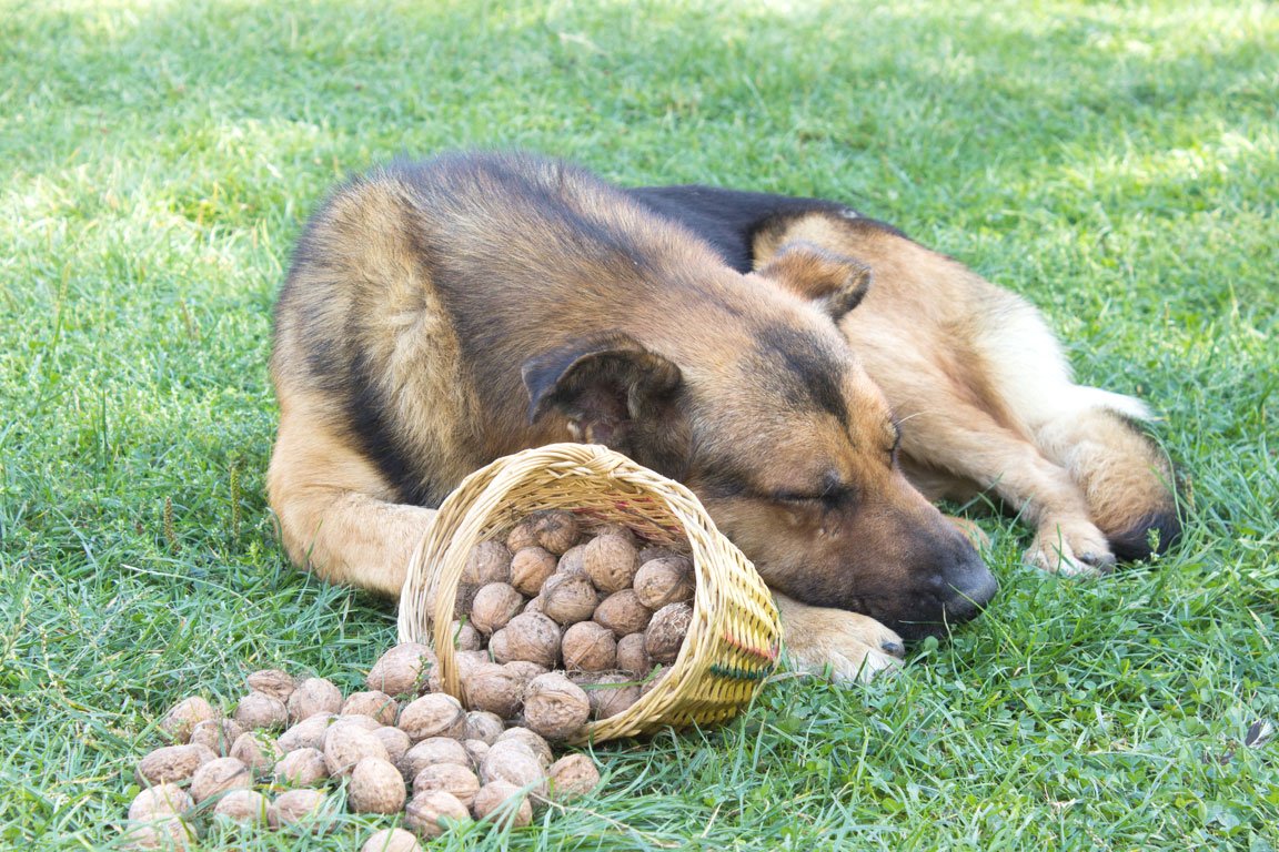 10 Lebensmittel, die man seinem Hund niemals füttern sollte us.like.it